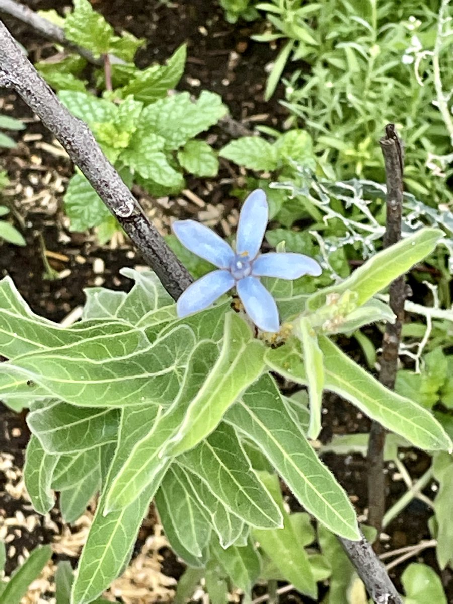 株式会社青葉 駅前に咲く メドーセージとブルースター 花はホントに色々な種類がありますね メドーセージの花言葉は尊重 ブルースターの花言葉は信じ合う心 私たち人も様々ですが お互いを尊重すること 信じ合うことが大切なのだなと思います 今日も一