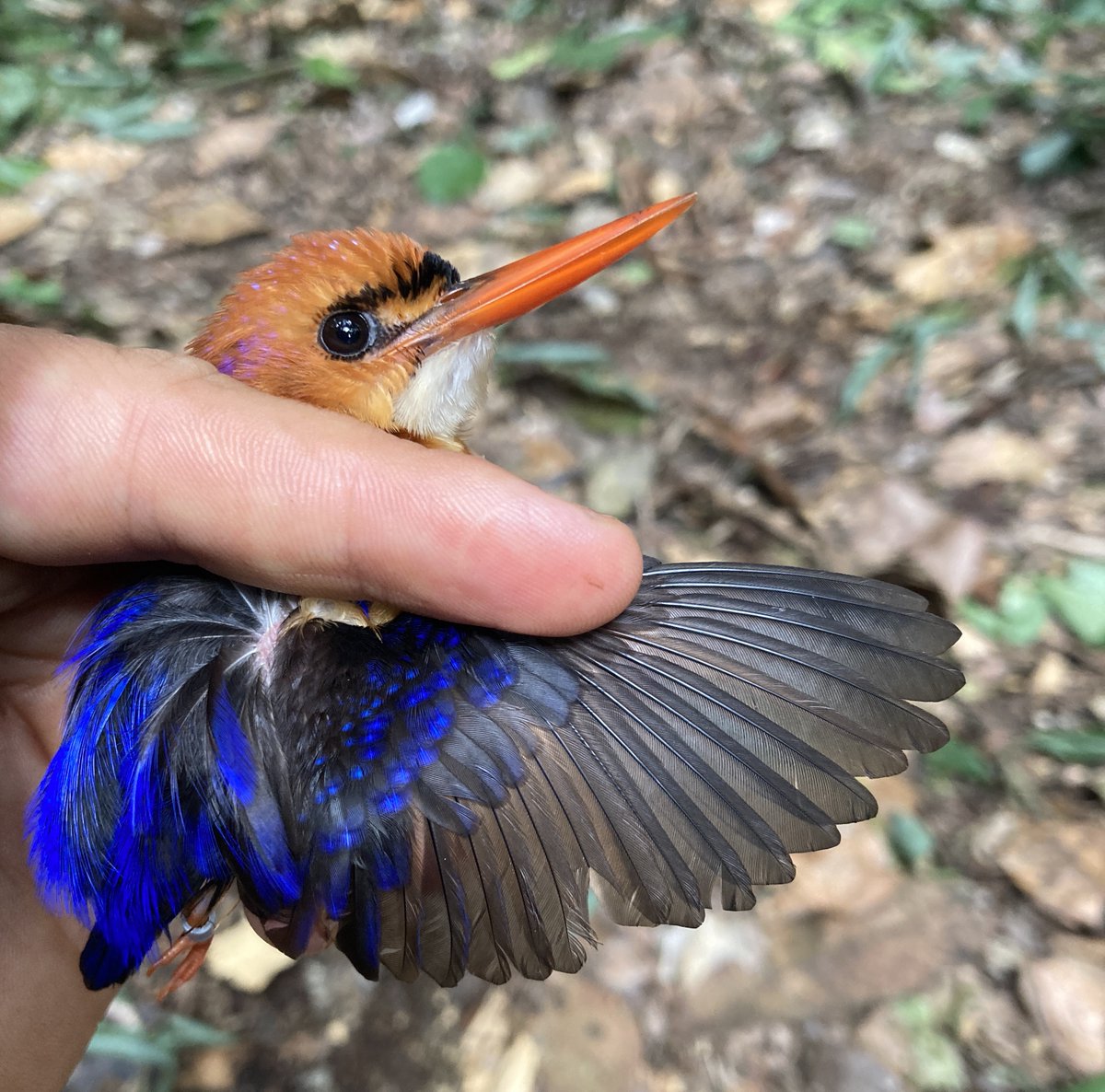 Gabriel Jamie tweet media