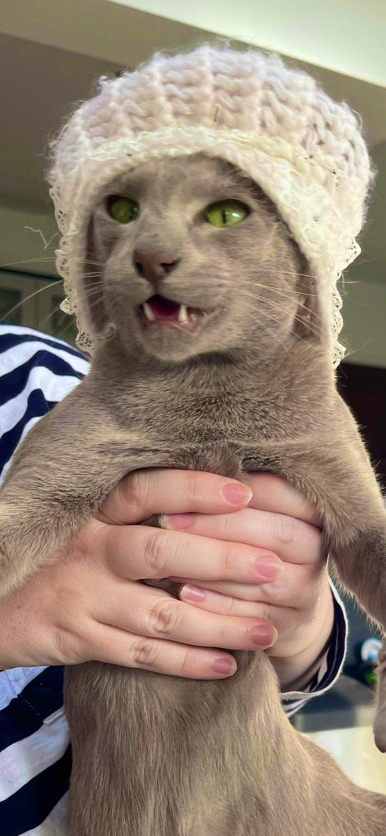 Emblyn3's tweet image. Look at me meowdeling mine mum’s bonnet from when she tiny baby. I wore it best, no contest. #CatsOfTwitter