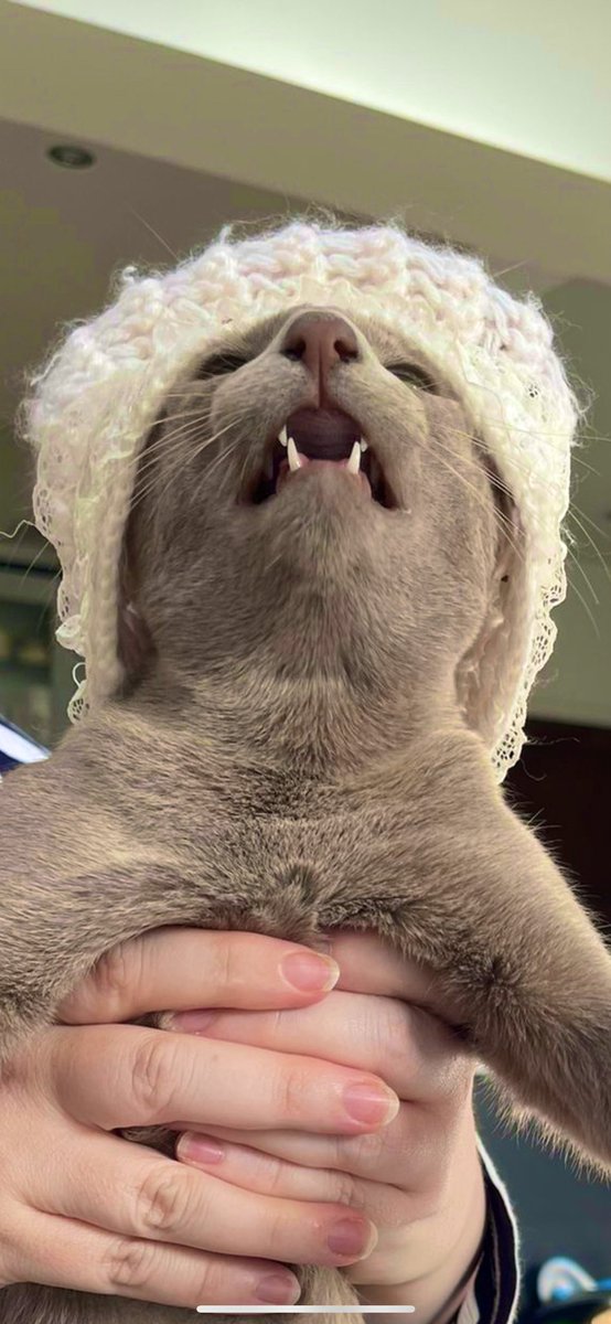 Emblyn3's tweet image. Look at me meowdeling mine mum’s bonnet from when she tiny baby. I wore it best, no contest. #CatsOfTwitter