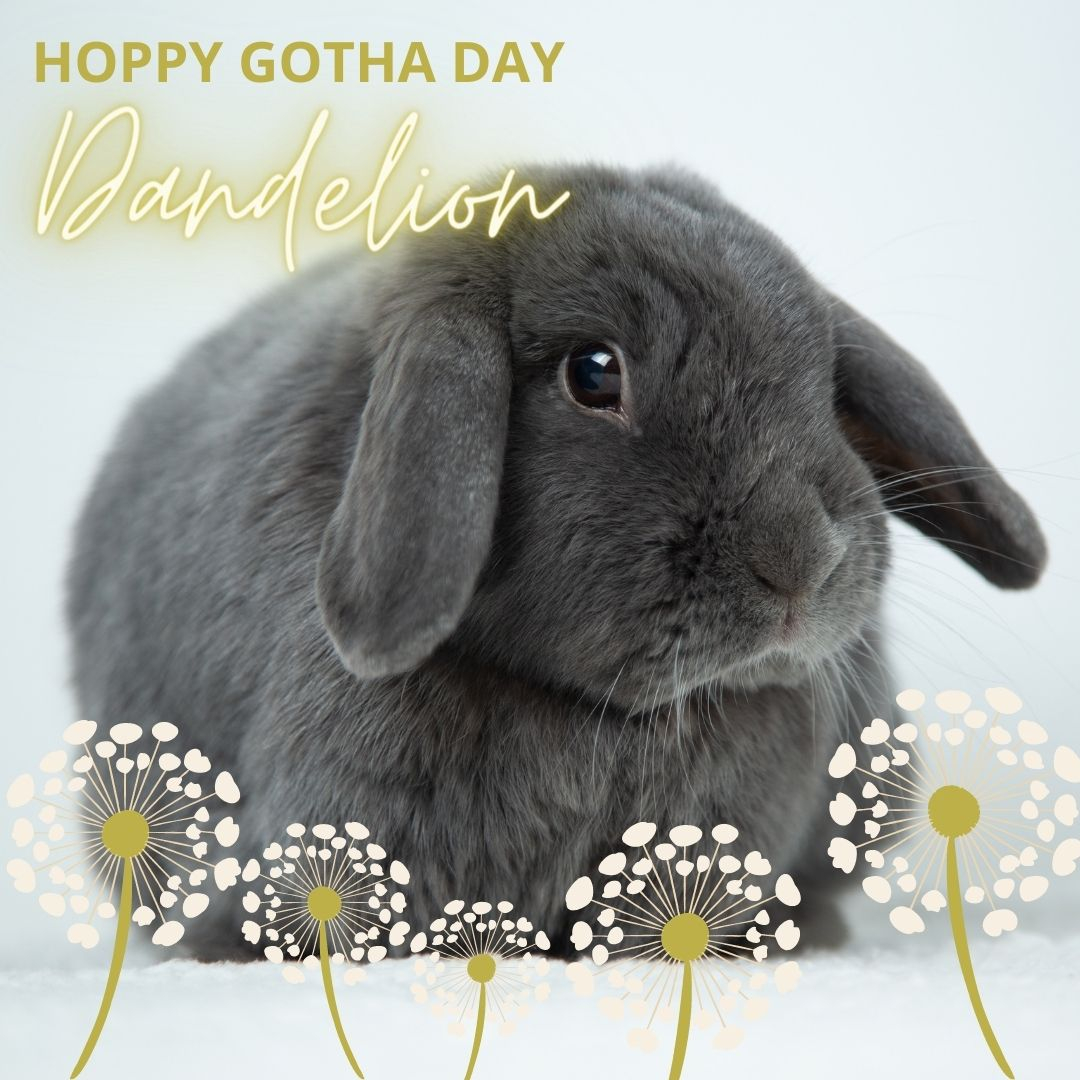RabbitRetailUK's tweet image. Hoppy 4th Gotcha Day Dandelion! 

Dandelion came into our lives from a family friend after her sister Burdock passed away. Dandelion is almost 9 and has no fear. She loves to explore, nap, eat and chase Brownie and Sprinkles. 

To celebrate we have 10% of Dandelion's favourites t