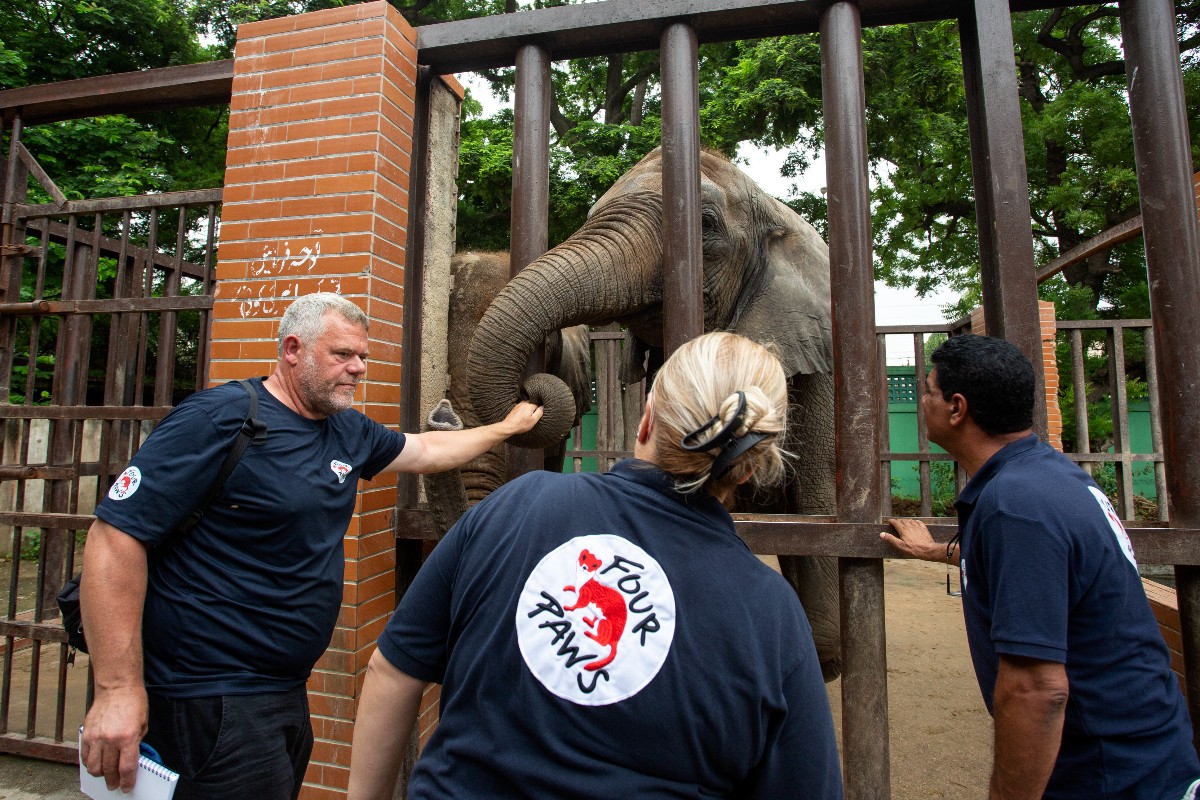 fourpawsAU's tweet photo. Our team is on-site to help the #KarachiElephants 🐘🇵🇰!

This has never been done before. After months custom-making dental chairs and equipments and training the elephants, our team of veterinarian experts will start to operate on elephants Madhubala and Noor Jehan tomorrow! https://t.co/KkbNMTqohm