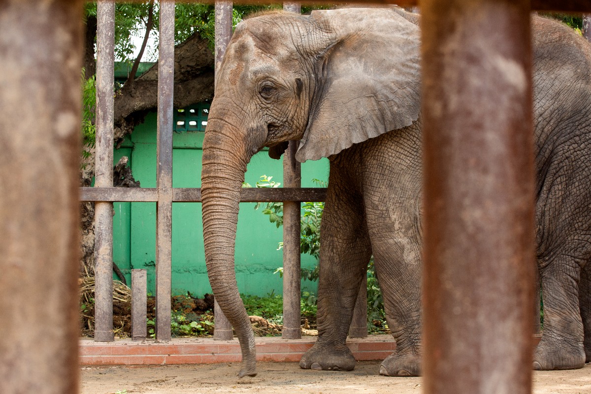 fourpawsAU's tweet photo. Our team is on-site to help the #KarachiElephants 🐘🇵🇰!

This has never been done before. After months custom-making dental chairs and equipments and training the elephants, our team of veterinarian experts will start to operate on elephants Madhubala and Noor Jehan tomorrow! https://t.co/KkbNMTqohm
