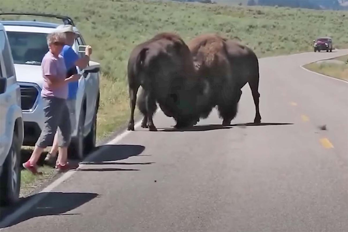 Deze twee toeristen komen gevaarlijk dicht bij vechtende bizons in Yellowstone. Wat zou jij doen? Zie de video hier: bit.ly/3pnFmMf