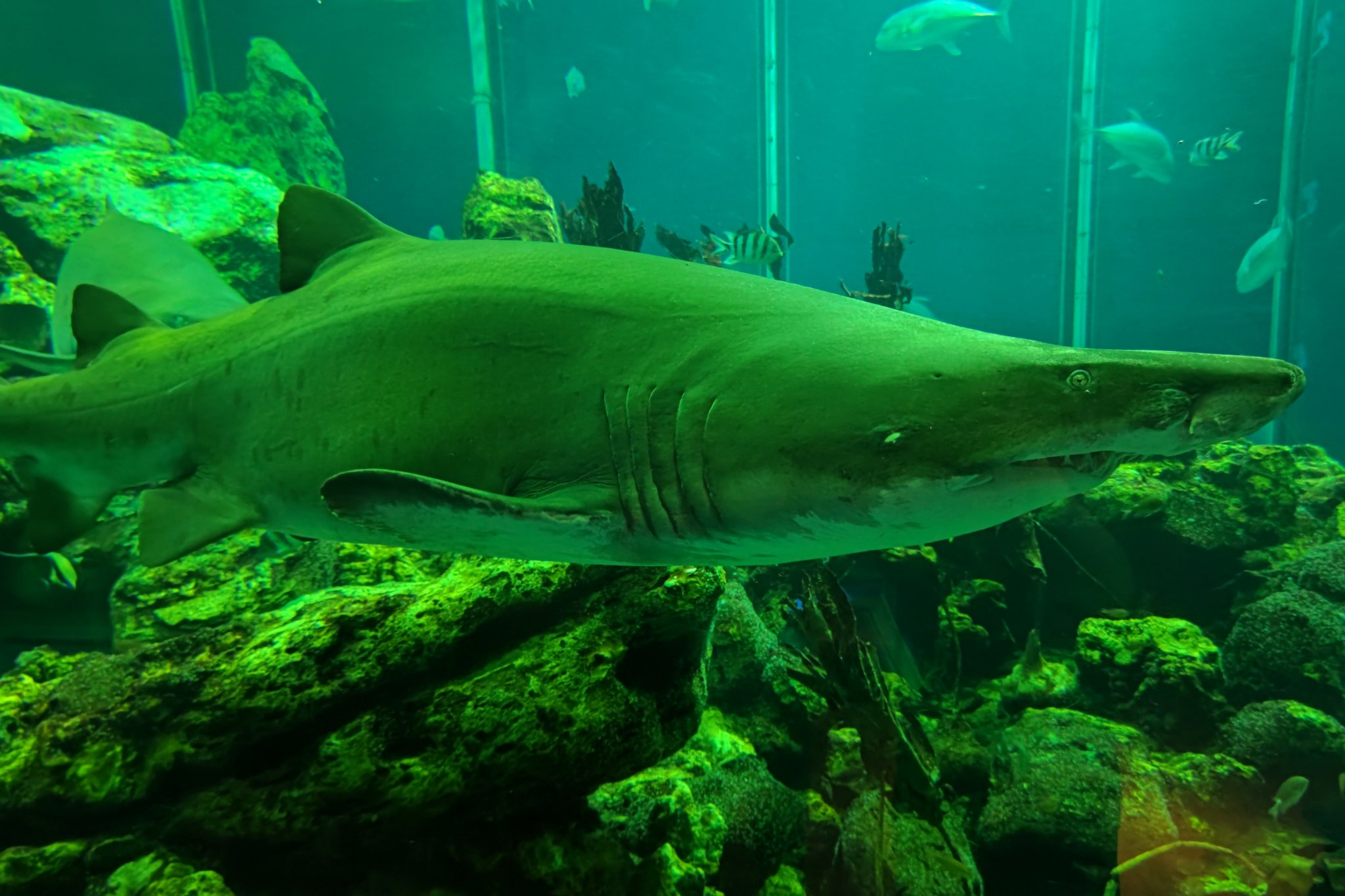 鱶丸 Sharkattack 1 Twitter