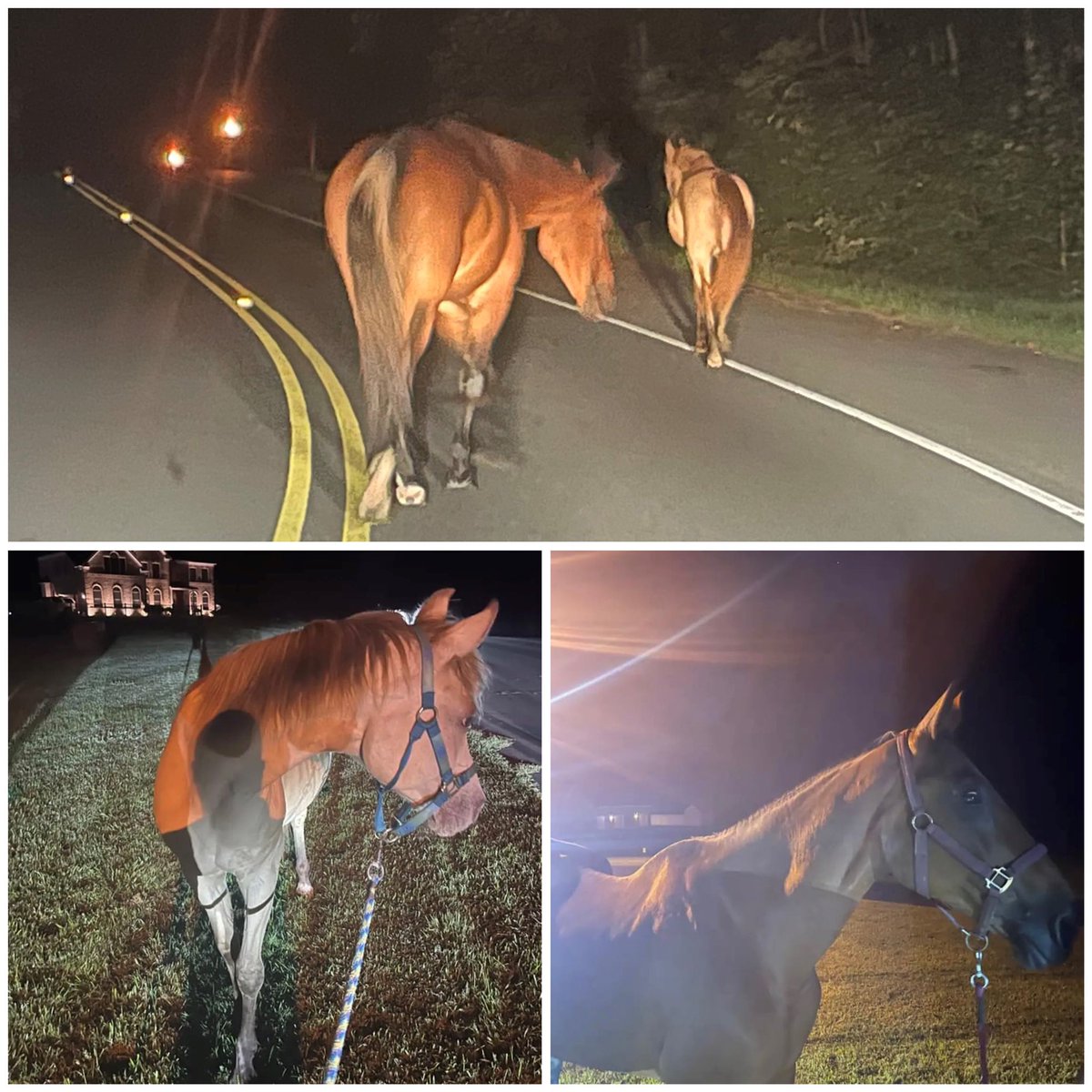 SOMDWxNews's tweet photo. HORSES FOUND IN OWINGS: #PLEASEREAD #SHAREALERT Two horses were located in the Fowler Rd area in Owings. If you are missing these horses please contact the Sheriff's Office at 410-535-2800 extension 0. https://t.co/HmPYNOMwxy