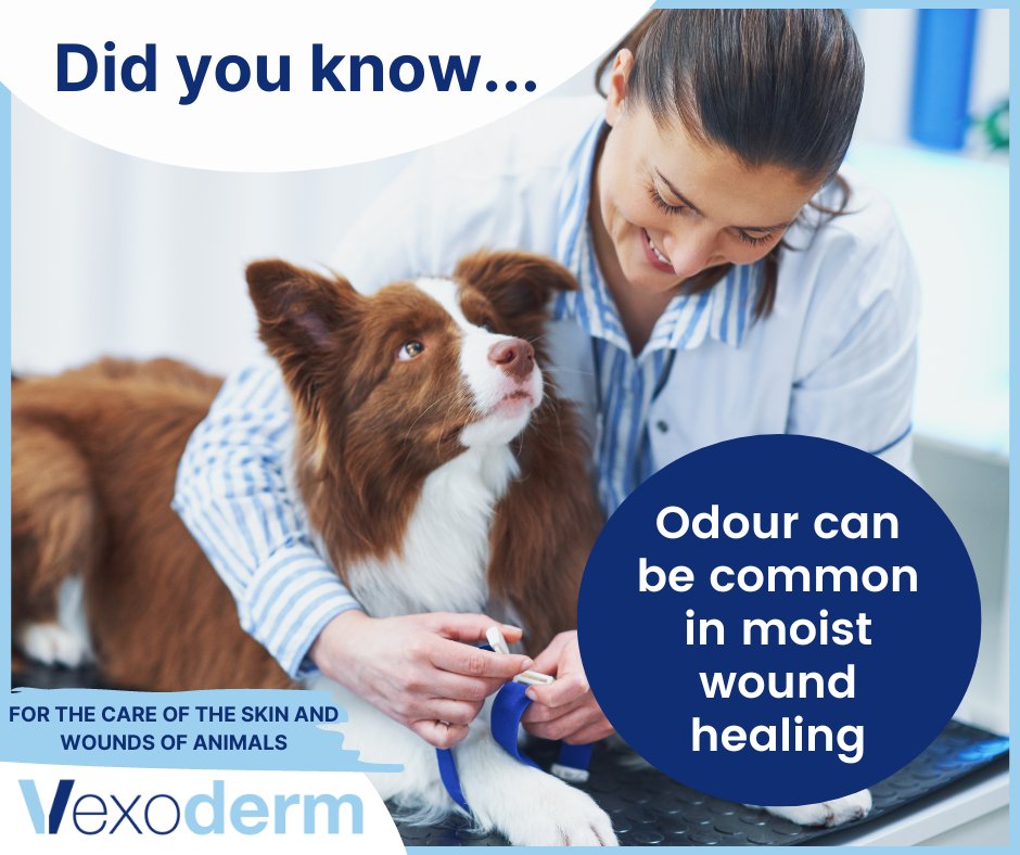 Vexoderm's tweet photo. Depending of the type of wound, dressing, animal and breed, sometimes an odour can be detected in the wound dressing area. 

This odour should be distinguished from the smell of an infection.

https://t.co/HueLN3gxdC
#veterinary #naturalorigin #animalcare #woundcare #animals https://t.co/zyN6BDLpbK
