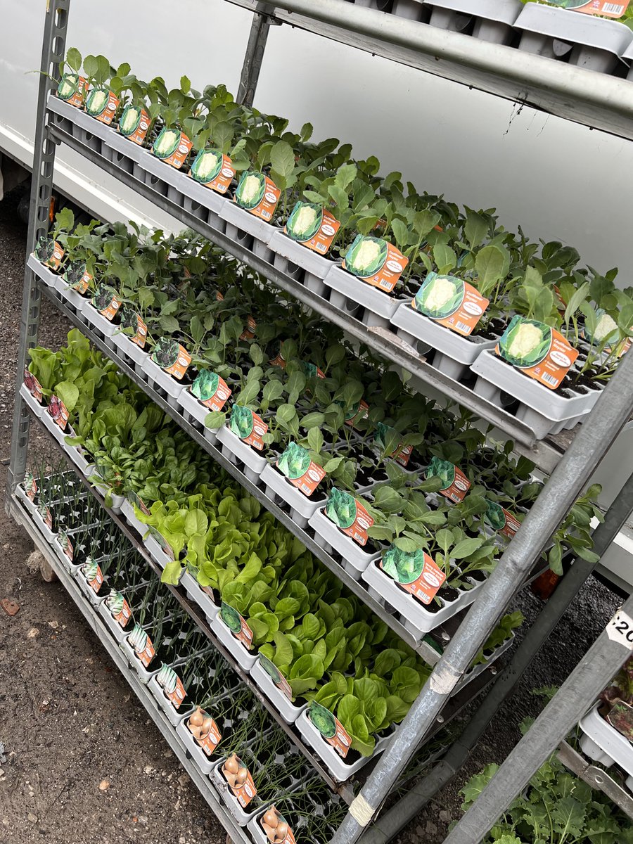 GrowellDirect's tweet photo. Next lot of veg are in from Leen Valley Plants act fast to get them before they go.

We have some of the last for this season veg and starting off for the next season of veg.

#veg #vegetables #growyourown #growyourfood #gardening #allotment #sustainable #sustainableliving https://t.co/Ql366laOdV