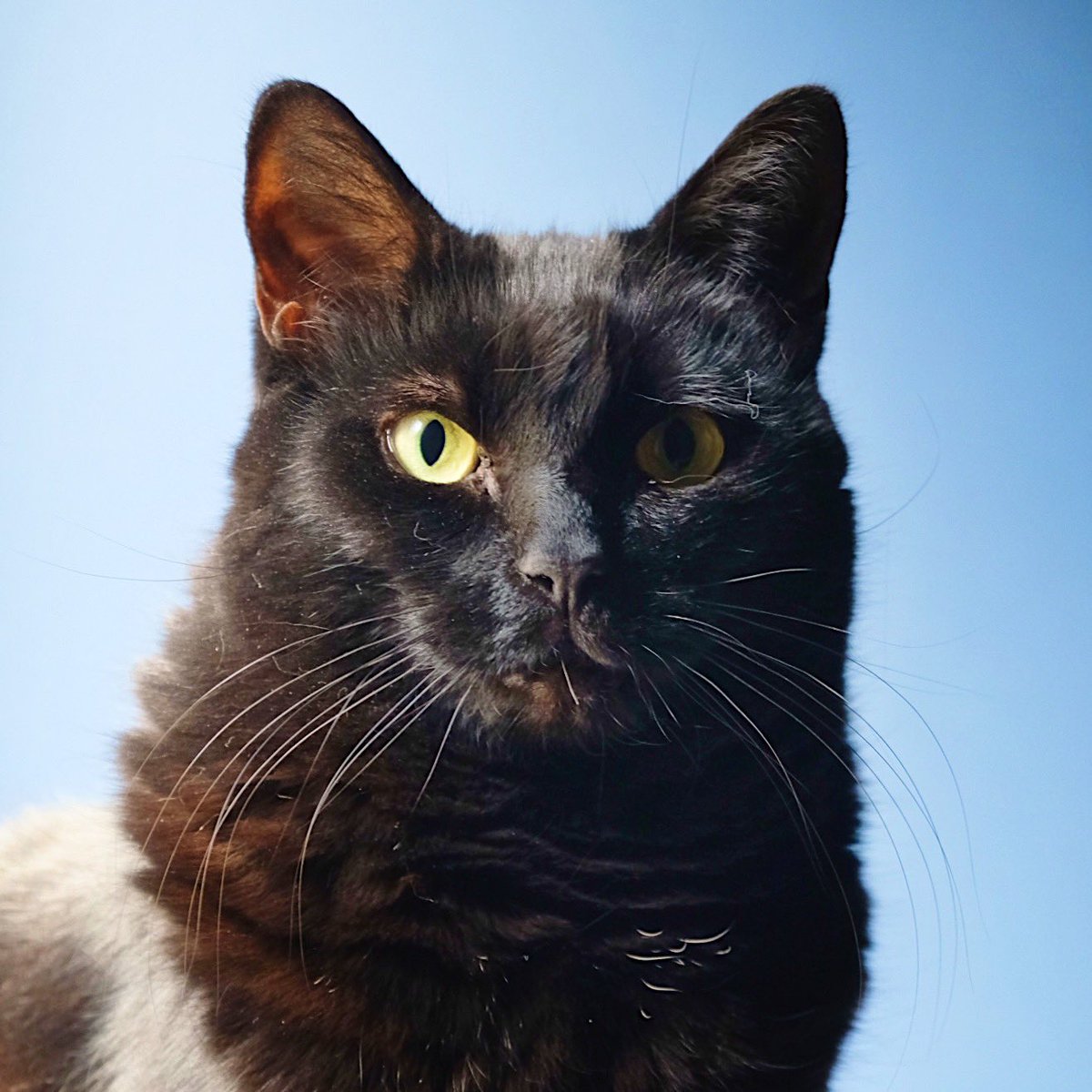 rinaguinness's tweet photo. 今日は黒猫感謝の日。
黒猫大好きです。
我が家の黒光り王子ギネスくん。

#黒猫感謝の日 #BlackCatAppreciationDay https://t.co/sll9J5AmCj
