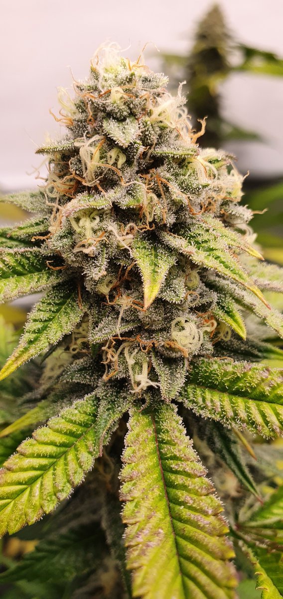 SuzySeeds's tweet photo. What actually happens during this flowering period? It's time to take a closer look at that... 
https://t.co/wXFDpyvwUs
#allstartedfromtheseed #premiumgenetics 
#leilakush #og18line #SuzysAficionadoCollection #feminizedseeds #onelove #SuzySeeds https://t.co/gA6nXuQDPF