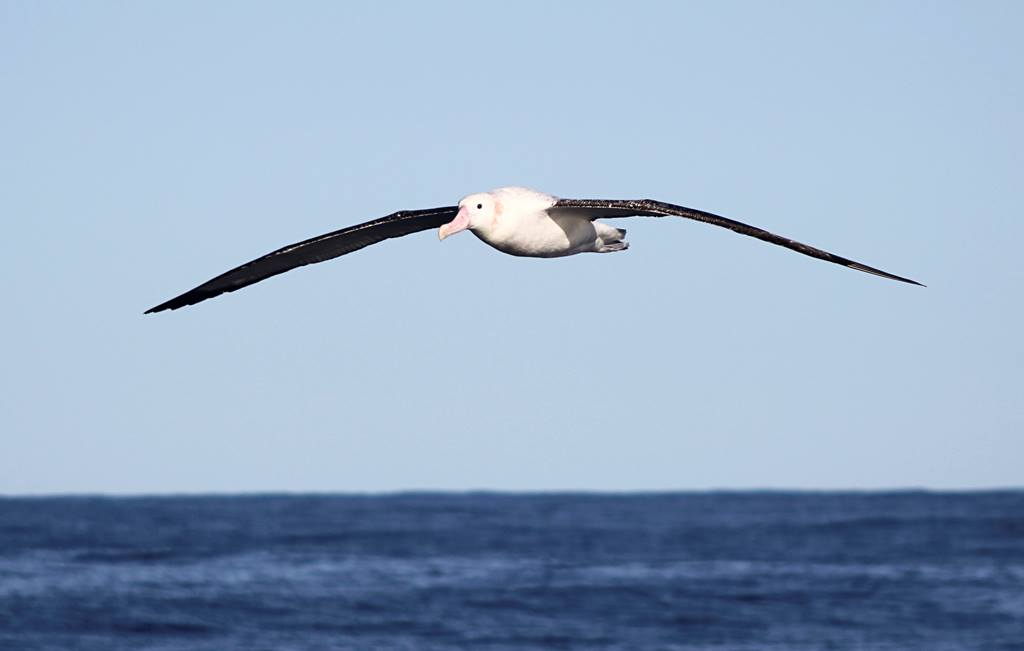 World leaders 5th attempt to pass UN High Seas Treaty - if agreed, would protect 30% of world's oceans by 2030 bbc.co.uk/news/science-e…
Would be huge win for wildlife, inc #Albatrosses &amp; petrels, with recent study showing they spend 39% of time in high seas science.org/doi/10.1126/sc…