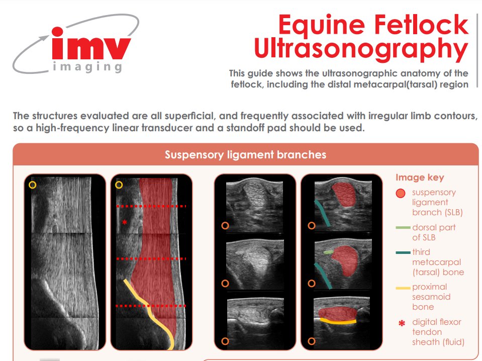 IMVimaging's tweet photo. π£π£ Calling all equine vets! Have you seen our handy new equine fetlock ultrasonography poster? Learn all about the ultrasonographic anatomy of the fetlock.
Download now π https://t.co/RRIhiqxpkX
#equinevet #equine #vetlearning https://t.co/cEnNkyiKgY