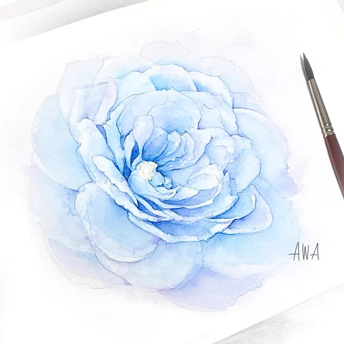 白に溶けるような、夢のような薔薇が咲きました 