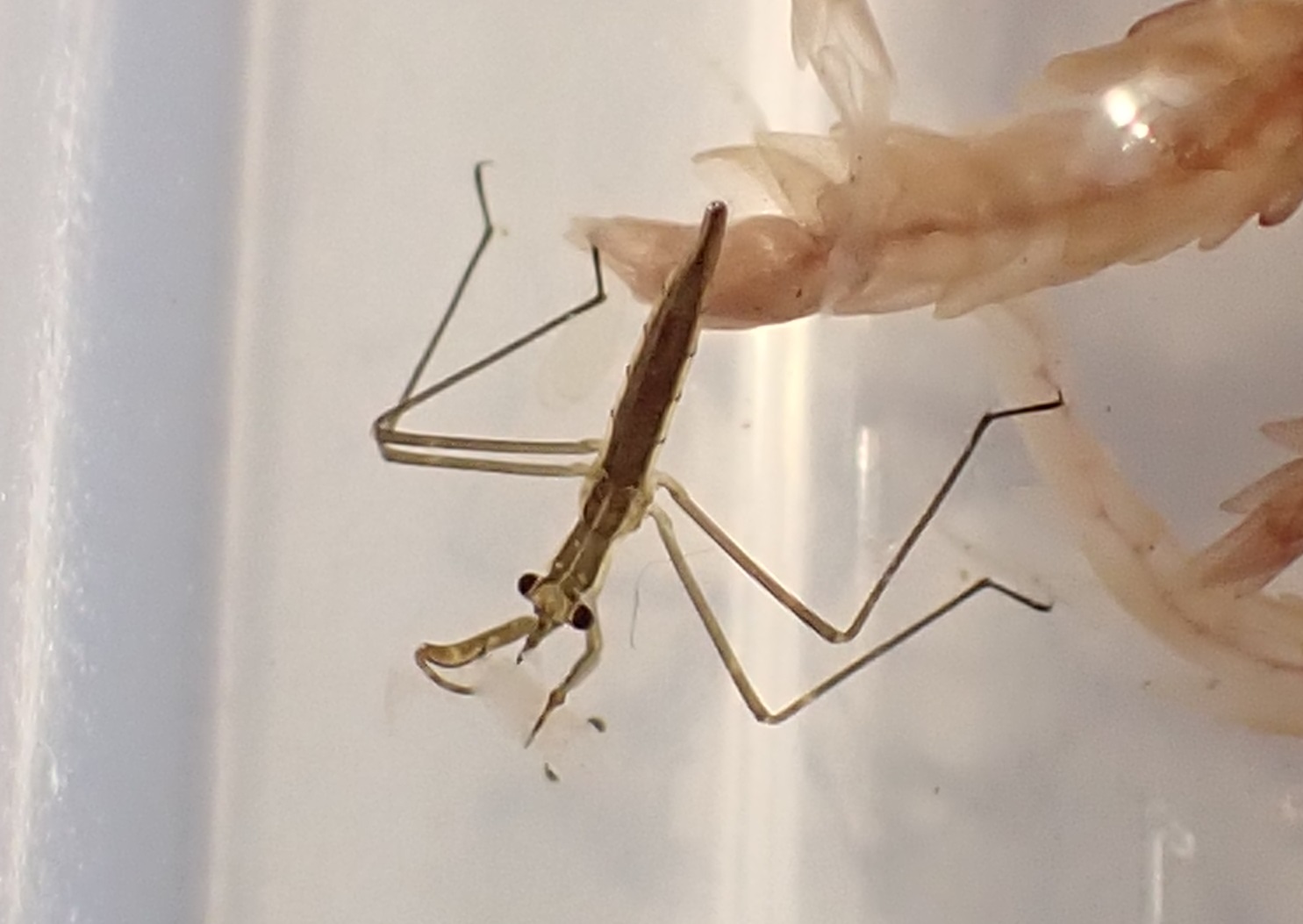 Y N Kamite ヒメミズカマキリの1齢幼虫の餌がなくて困っていると 餌エビから大量のチビエビが孵化してた ラッキー 1 3枚目 ヒメミズカマキリ1齢幼虫 本日撮影 1 2 チビエビを食す 3 ヒメミズカマキリ1齢幼虫と1円玉 4枚目 ミズカマキリ1齢