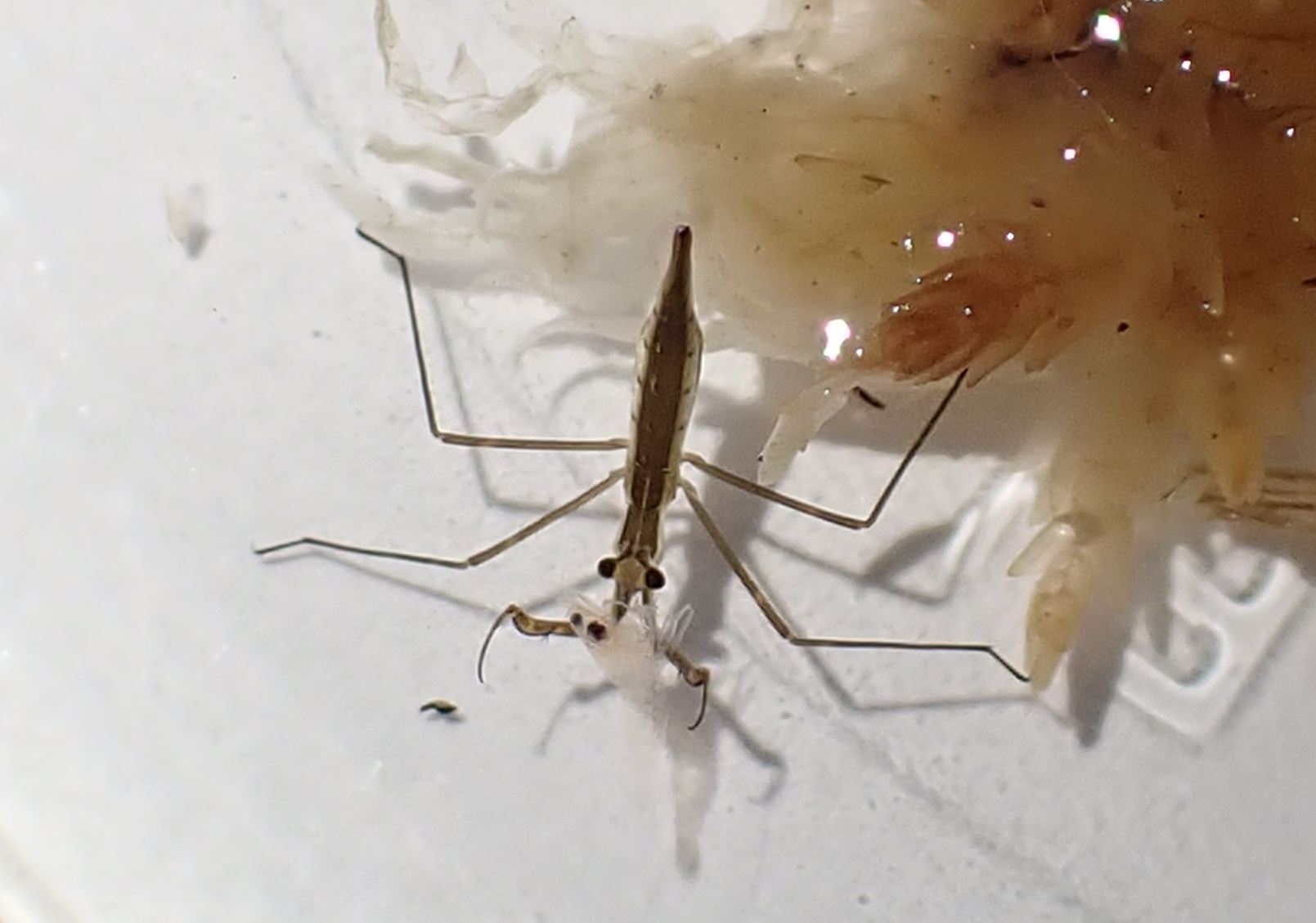 Y N Kamite ヒメミズカマキリの1齢幼虫の餌がなくて困っていると 餌エビから大量のチビエビが孵化してた ラッキー 1 3枚目 ヒメミズカマキリ1齢幼虫 本日撮影 1 2 チビエビを食す 3 ヒメミズカマキリ1齢幼虫と1円玉 4枚目 ミズカマキリ1齢