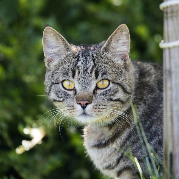 NewsOfAmerica24's tweet photo. Father Of Pet Cat
#cat
#pet_cat
#love_pet
#love_cat
#good_cat
#love_animal
#love_pet_cat
#love_pet_cats
#love_pet_animal
#cat_short_video
#cat_funny_video
#cat_world
#cat_video
#take_care_of_your_pet
#cat_world
#cat_lover https://t.co/kp2qQ8OgN6