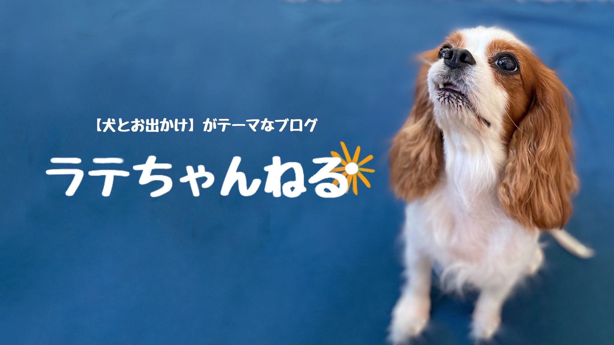 キャバリアキングチャールズスパニエル Twitter Search Twitter