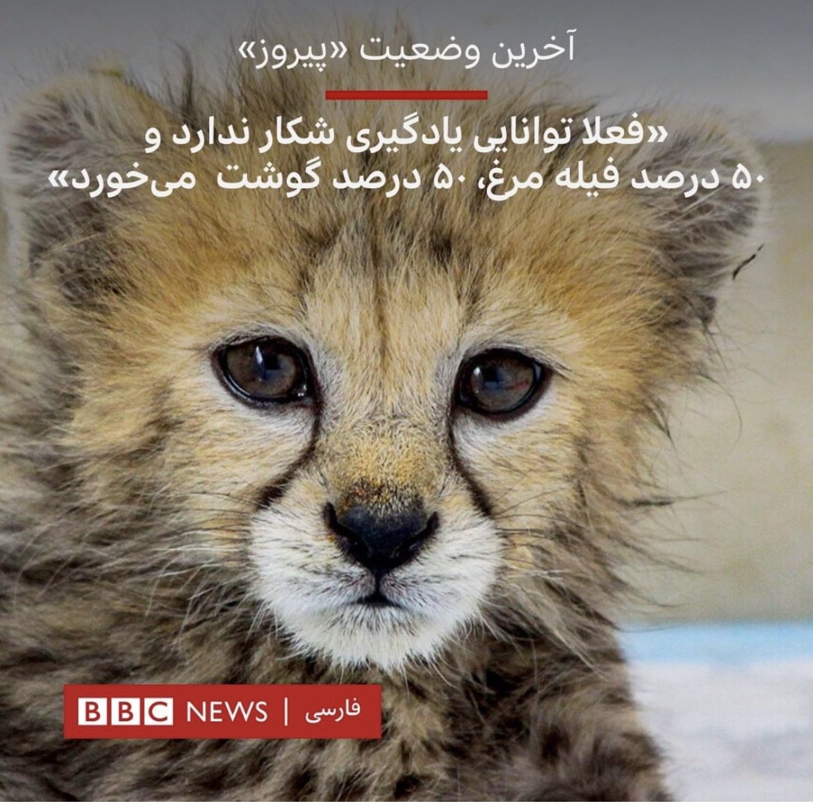 بمیرم برای تو مامان جون از تو یوزپلنگ در نمیاد تورو فقط باید چلوند قربون اون چشمات برم