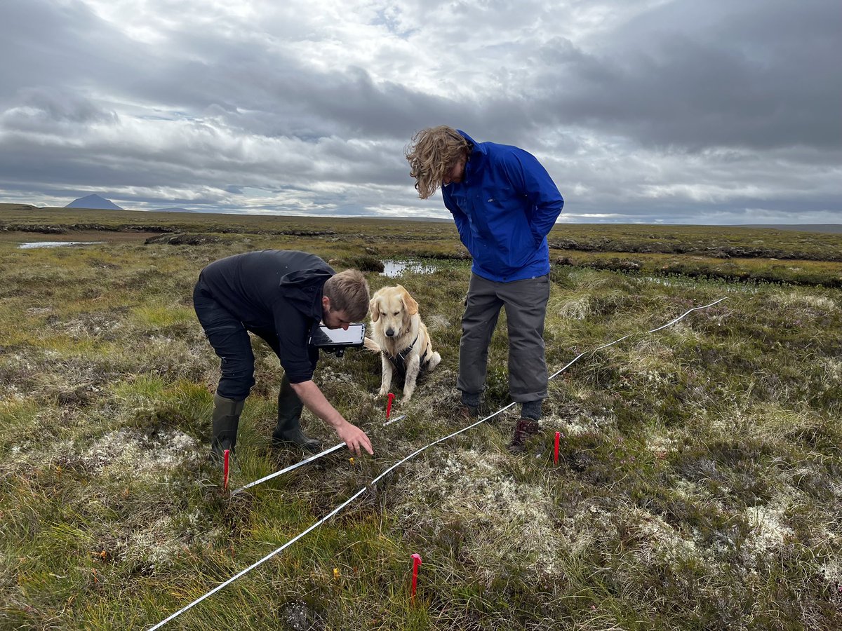 Great to host @RochefortLine in @TheFlowCountry week and show her @marginswebber PhD research on peatland margins on the beautiful @RSPBNorthScot Forsinard Knockfin Heights. She also managed to capture #bogdog Finn showing us how to do a veg survey! #peattwitter @UHI_Research