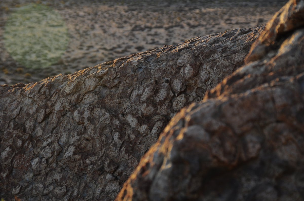 enterprises_na's tweet photo. Orbicular Hill near Concordia, Namaqualand. A national monument and a favorite among tourist. #orbicular #rockformation #explorenamaqualand #experiencenortherncape #aboutconcordia #tourism https://t.co/luNHuqXC1R