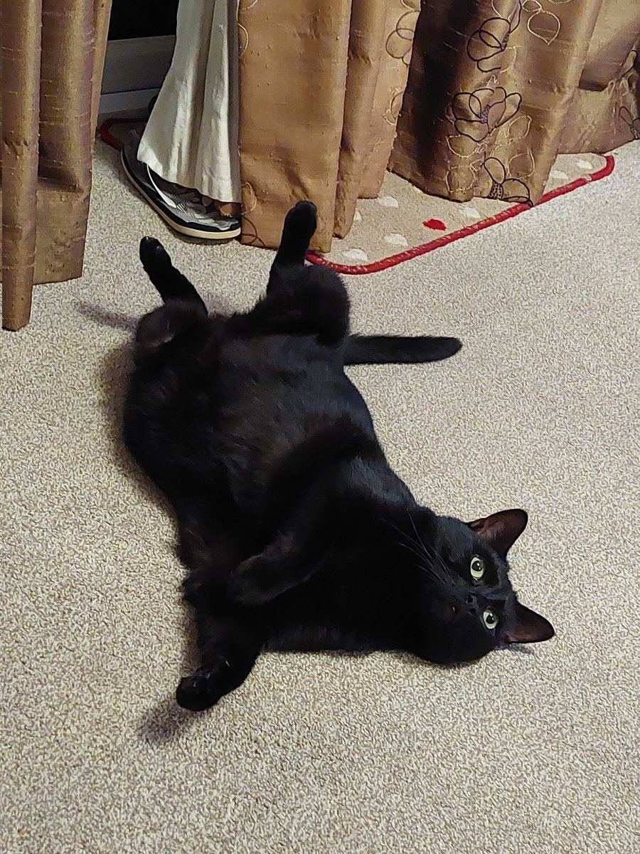 NeilG774's tweet photo. My cat Candy the poser..makes me laugh so much! #BlackCatAppreciationDay https://t.co/BsWt5cvetA