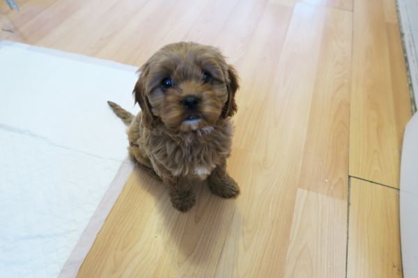 BeansBlog1's tweet photo. Are puppy pads a good idea?

#cavapoo #puppylove 

https://t.co/GWlUdJWBp4 https://t.co/fNNEmBUu3n