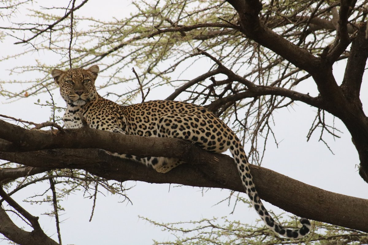 #TheHunt 

Shot by Timothy Muganda on a tour in Maasai Mara. Leopard prepping for a hunt. 

#Leopard #MagicalKenya #MaasaiMaraNationalReserve #SenseOfAfricaEA #MoreThanJustAJourney