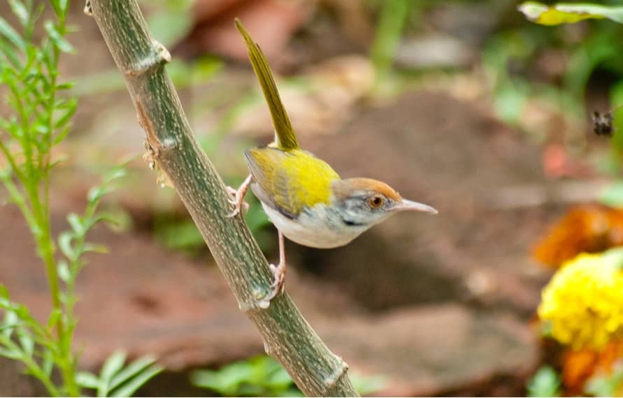 BhatiTours's tweet photo. South India Bird Watching Tour Package
Duration: 12 Nights &amp; 13 Days
Destination Covered: Cochin - Thattekad - Periyar - Munnar - Coonoor - Mudumalai - Mysore - Bangalore
https://t.co/FCycE6tDD2 
#SouthIndiaTours #BirdWatchingTours #TourPackage #booksouthindiabirding #sightseeing https://t.co/bAOkoVFiAW