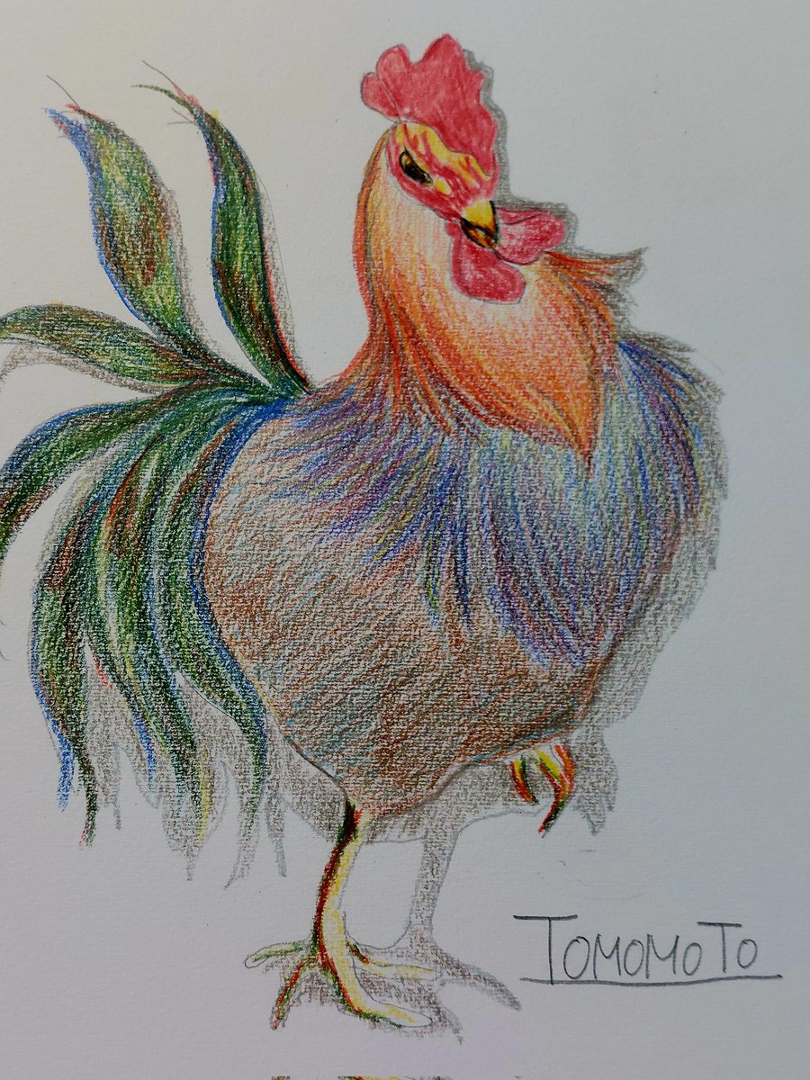 ニワトリさん のイラスト マンガ作品 Twoucan