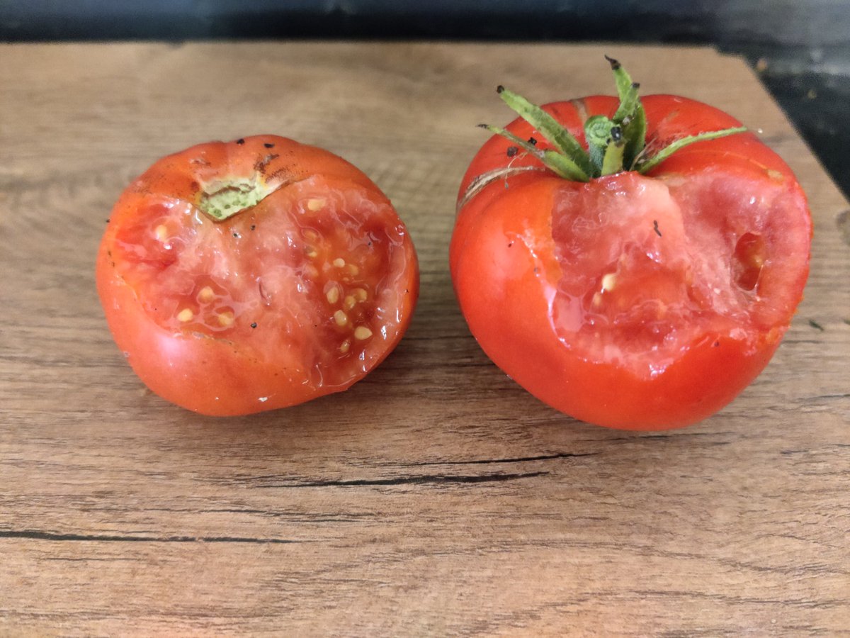 Ecosocialisme53's tweet image. Depuis quelques temps un animal mange mes  🍅 directement sur le pied avant que je n'ai pu les récolter. Aujourd'hui j'ai enfin trouvé qu'elle bestiole est responsable de ce carnage.
Réponse tweet suivant ⬇️