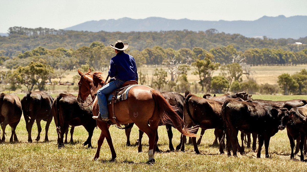 Just a bunch of happy fullblood Wagyu cows being shifted to some fresh pasture