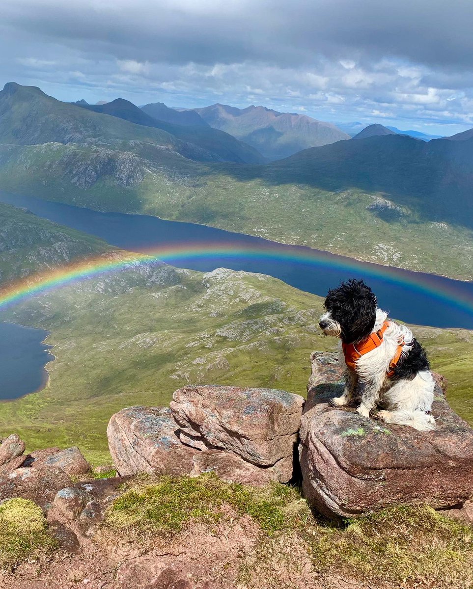 adventurerab72's tweet photo. Little coire posing on slioch last month. Hiking with dogs is just the best! #mansbestfriend #hikingwithdogs https://t.co/VyAN4bLtMs