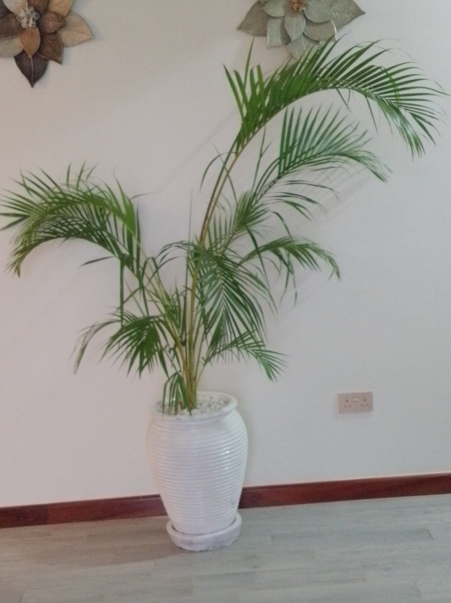 xiLasila's tweet photo. Supply of potted plants @ ecoscape solutions call/text/whats app 0790412118
Payment on delivery.

#Julianacherera 
#uhuruandruto 
#Chebukati 
#Junet 
#Matiangi 
#MainaAndKingangi 
#4 https://t.co/p84In3frdh