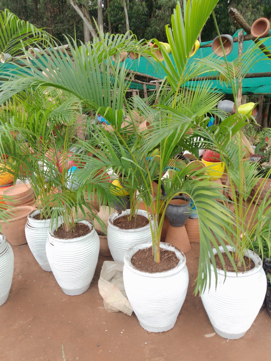 xiLasila's tweet photo. Supply of potted plants @ ecoscape solutions call/text/whats app 0790412118
Payment on delivery.

#Julianacherera 
#uhuruandruto 
#Chebukati 
#Junet 
#Matiangi 
#MainaAndKingangi 
#4 https://t.co/p84In3frdh