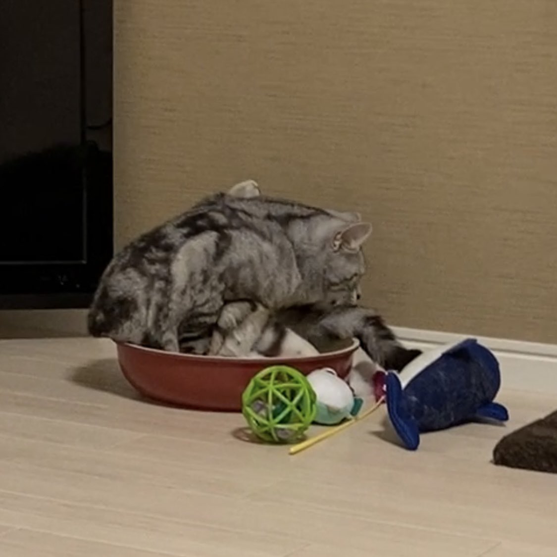 🐈‍⬛くうちゃん♂ (@Kuuchan_0614) / Posts / X