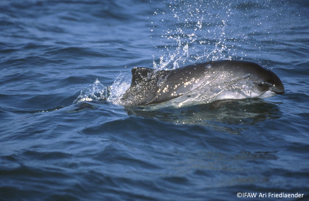 OfficialZSL's tweet photo. We're calling for better protection for the harbour porpoise, Europe’s smallest whale, in the Greater #Thames Estuary following results from surveys by ZSL and @MCRInt - read more: https://t.co/eTqekxIMJM

@ZSLconservation @ZSLMarine #WildlifeWednesday 
📷 @IFAWUK https://t.co/82uCJlMe24