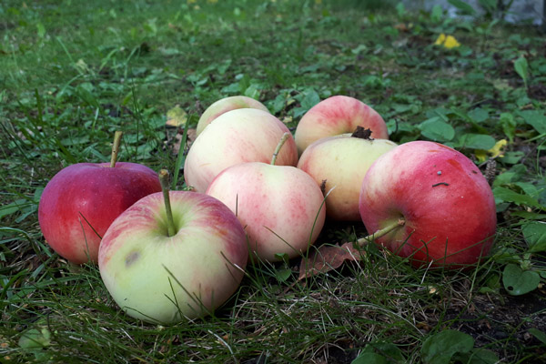 helsinki's tweet image. 🍎🍏Rotatkin tykkäävät ompuista. Siksi maahan pudonneet hedelmät ja muu jyrsijöille kelpaava ravinto kannattaa kerätä pois pihoilta heti. Vastuu rottien torjunnasta on kiinteistön omistajalla tai haltijalla.

#tuholaistorjunta #rotat #Helsinki

👉 bit.ly/3PtScmX