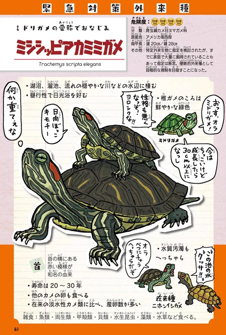 WOW❗️
飼うときに
知っておかないと
おったまげるぜ‼️ 

が、ツボだったw。
いやーしかし、外来種の歴史は、調べてみると、おったまげるようなことばっかりだぜ‼️ 
https://t.co/G848ZBdGb8
#外来いきもの図鑑 https://t.co/hdIh7Zp7UI 
