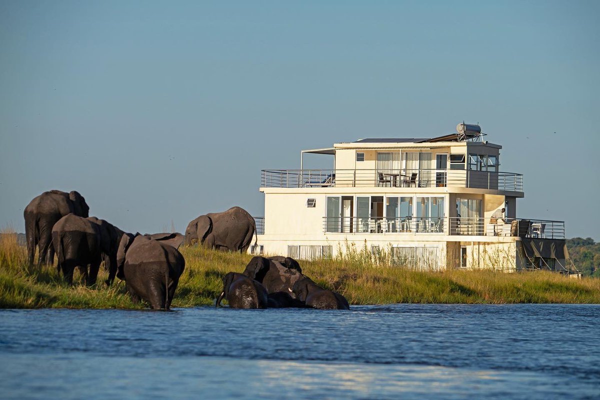 MMS_Safaris's tweet image. Meandering on a Chobe river safari, on your exclusive boat, is in my opinion the only way to travel.

📲Get in touch with our safari team today. #bucketlist #travel #Safari 

@ZQCollection @MMS_Safaris