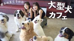 大型犬カフェ Grand Mou ぐらんむー 千葉県松戸市 五香駅徒歩10分の大型犬カフェ