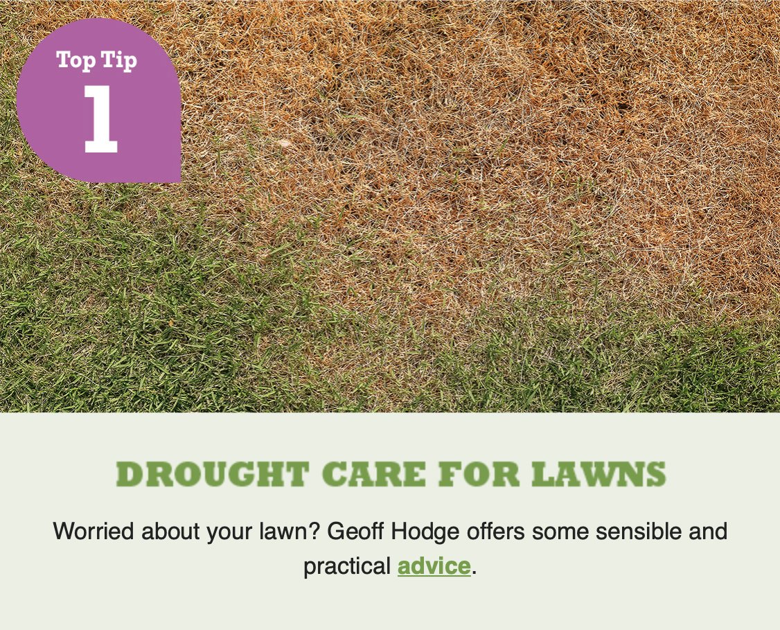 hodgerow's tweet photo. My advice on what to do with lawns during drought and heatwaves is the Number 1 tip in this week's @RJGarden Top Tips e-mail. You can read it here - https://t.co/R1tXYaLYfH https://t.co/88CMM0Cbq4