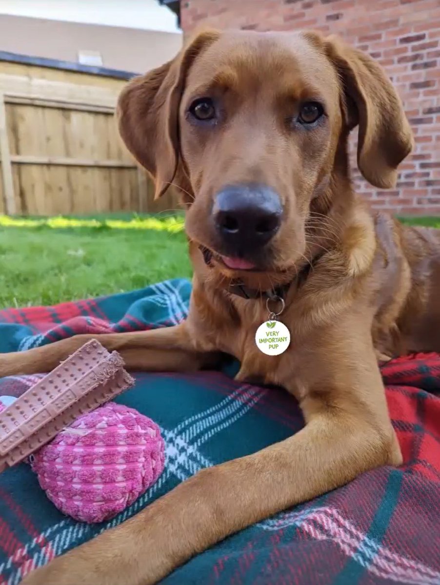 Six months later and here is🥰
He almost looks like a distinguished gentleman until you spot his tongue and wonky jowl. 
Shortly after this was taken he attempted to shred the blanket because of course he did...