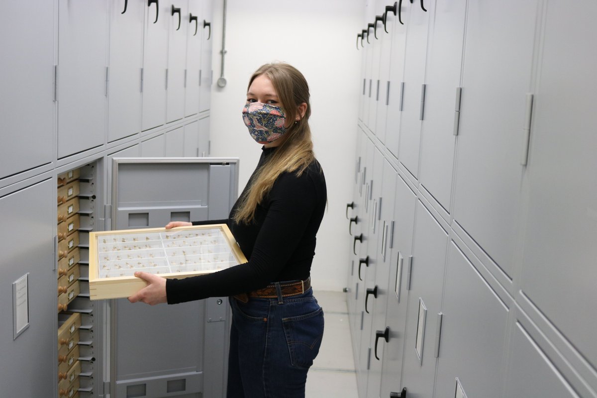 NHM_Digitise's tweet photo. Freshwater flies are used as bioindicator species for water quality. @NHM_London collection holds >3000 species, from >130 countries making it one of the world’s biggest and most diverse collections of its kind. Find out more this #WaterQualityMonth https://t.co/V9GOkM0MgS https://t.co/yW3yMhtcUS
