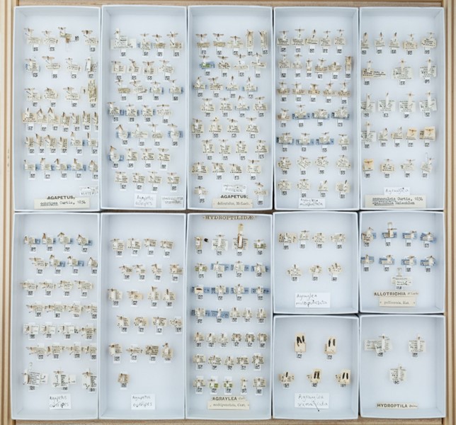 NHM_Digitise's tweet photo. Freshwater flies are used as bioindicator species for water quality. @NHM_London collection holds >3000 species, from >130 countries making it one of the world’s biggest and most diverse collections of its kind. Find out more this #WaterQualityMonth https://t.co/V9GOkM0MgS https://t.co/yW3yMhtcUS