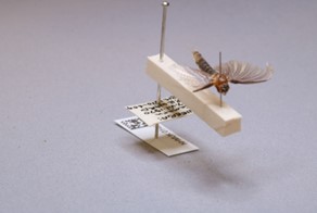 NHM_Digitise's tweet photo. Freshwater flies are used as bioindicator species for water quality. @NHM_London collection holds >3000 species, from >130 countries making it one of the world’s biggest and most diverse collections of its kind. Find out more this #WaterQualityMonth https://t.co/V9GOkM0MgS https://t.co/yW3yMhtcUS