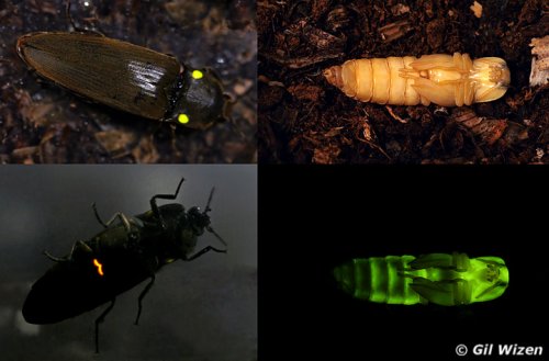 خنفساء النقر ( فرقع لوز ) مضيئة ‼
headlight elaters beetle

(Pyrophorus noctilucus)

تعتبر أشد إضاءة...