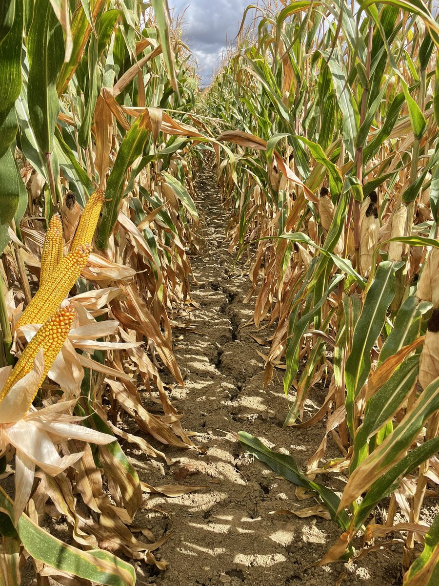 EmmanuelSagot's tweet photo. Quelle bête ce @DEKALB_FR dkc 4598. 
1ere année chez moi et je suis pas déçu. 
Non irrigué semis du 25/03 et 1900 djc aujourd’hui 
epis 16x34
J’ai hate de mettre la batteuse dedans. https://t.co/2K9cxolb0F