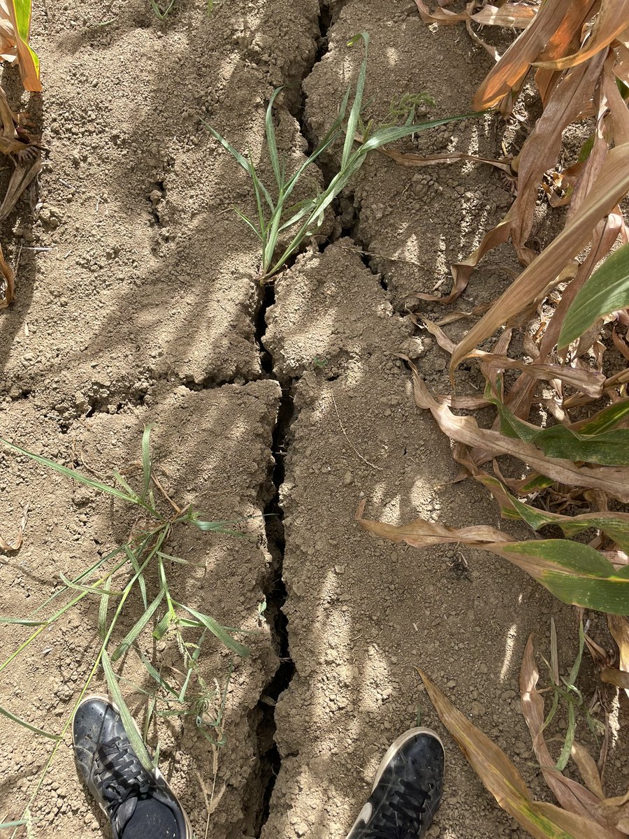 Quelle bête ce <a href="/DEKALB_FR/">DEKALB-FieldView by Bayer France</a> dkc 4598. 
1ere année chez moi et je suis pas déçu. 
Non irrigué semis du 25/03 et 1900 djc aujourd’hui 
epis 16x34
J’ai hate de mettre la batteuse dedans.