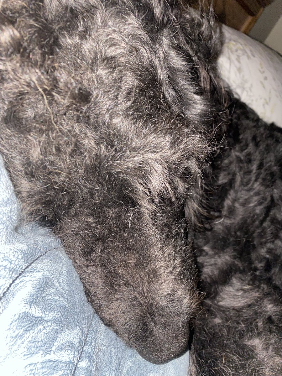 nanamary68's tweet photo. This is what I see on my pillow every morning ❤️ #DogsOnTwitter #dogsarefamily #dogslife #dogs #mybestie #ziggyboy https://t.co/utxhFCVhzk