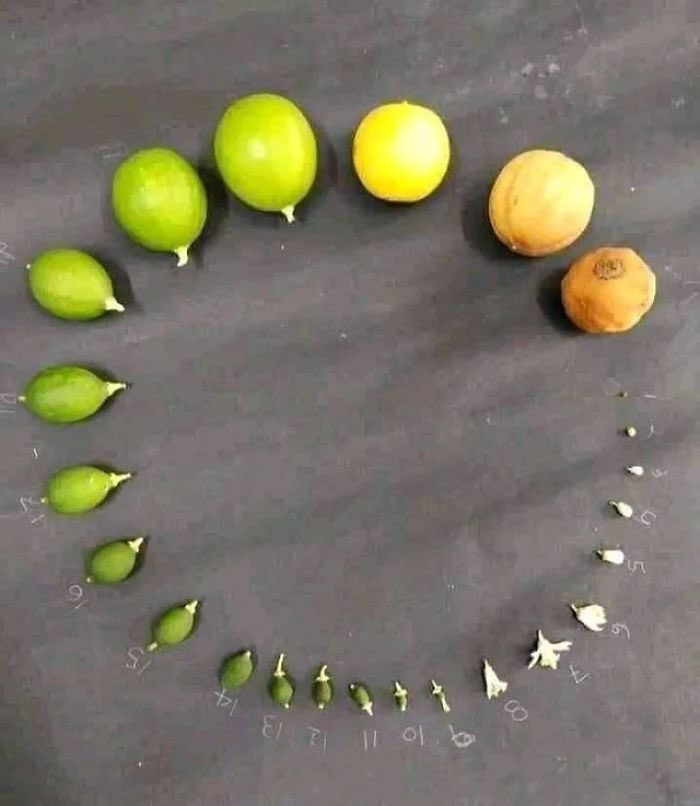 JamesLucasIT's tweet photo. La vita di un limone. https://t.co/WMu0U8rLfa